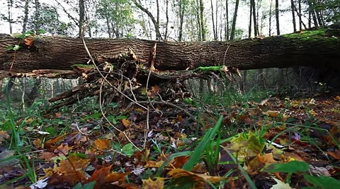 Big old fallen tree in the autumn forest Video stock 43947279
