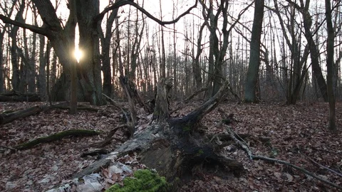 Big old fallen tree is uprooted in the sick forest Stock Footage 123979808