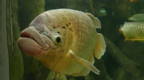 Big old fish with big lips looks black e... Stock Video Pond5