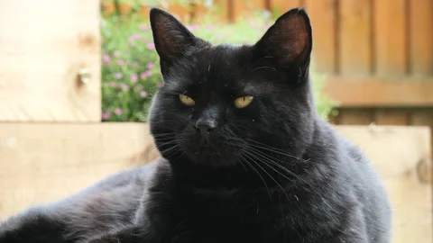 Big Old Fluffy Black Cat Resting Outside On The Decking Breathing Belly Stock Footage 143467898