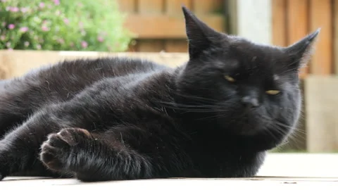 Big Old Fluffy Black Cat Resting Outside Looking Around Surveying Surroundings Stock Footage 143468435