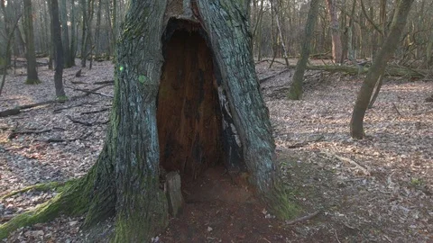 Big old hollowed tree in the forest Stock Footage 123979891
