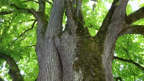 Big old linden tree with green leaves in spring, Mainau, Baden-Württemberg Stock Footage 242655746