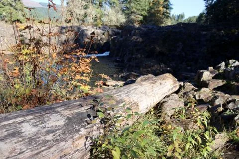 Big old log Stock Photos