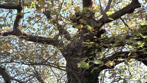 Big old maple plane tree in abandoned place Stock Footage 296867526