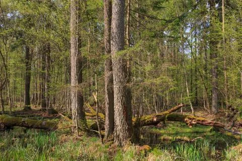 Big old oak broken in springtime deciduous stand Stock Photos