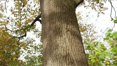 Big old oak Stock Footage 312676959