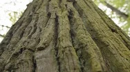 Big Old Oak Tree Bark Texture Stock Footage
