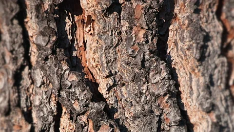 Big Old Oak Tree Bark Texture Stock Footage 137329638