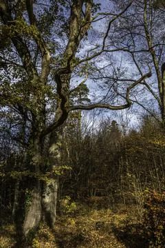 Big old oak tree in the middle of the forest 库存照片