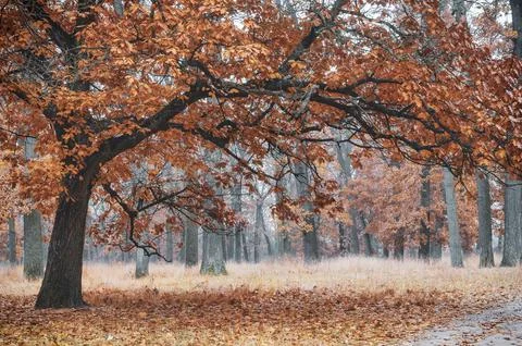 Big old oak tree 스톡 사진