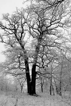 Big old oak tree 스톡 사진