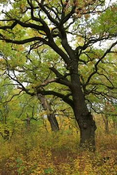 Big old oak trees Stock Photos