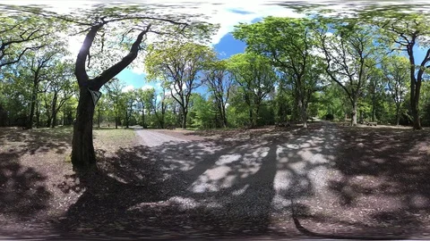 Big old oak trees in spring, VR360, VR, 360VR, 360 Video Stock Footage 107912286