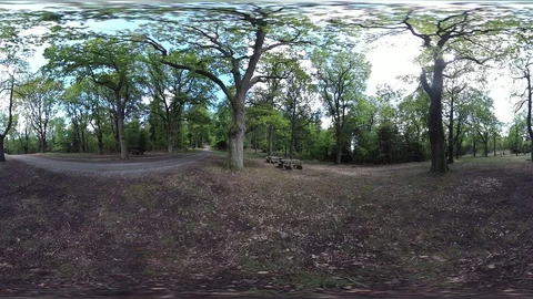 Big old oak trees in spring, VR360, VR, 360VR, 360 Video Stock Footage 107912481