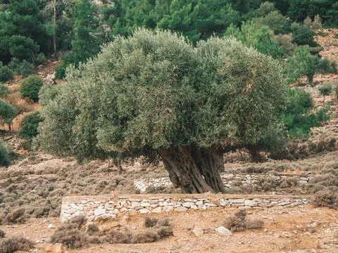 Big old olive tree at the hills of Thassos Stock Photos