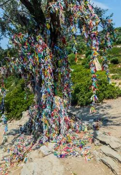 Big old olive tree multi-colored cloth patches on branches Stock Photos