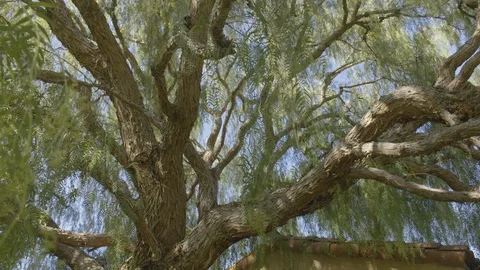 A big old pepper tree Stock Footage 100084740