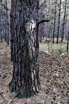 Big old pine tree on the background of the young forest Stock Photos