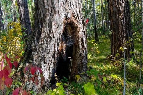 Big old pine tree with hole at the base of the trunk. burnt tree trunk inside Stock Photos