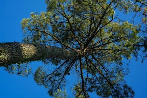 Big old pine trees thrones bottom view Stock Photos