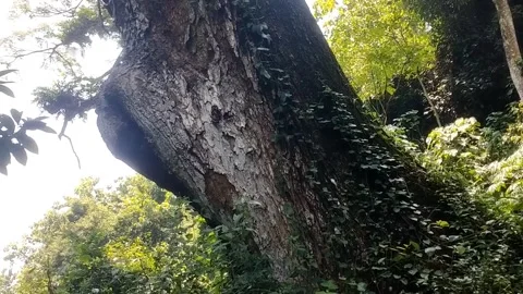 Big old rain tree Stock Footage 328061796