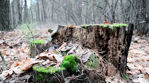 Big old rotten tree stump Stock-Footage 144964219