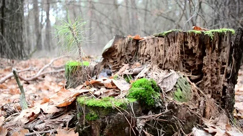 Big old rotten tree stump Vídeos de archivo 144964309