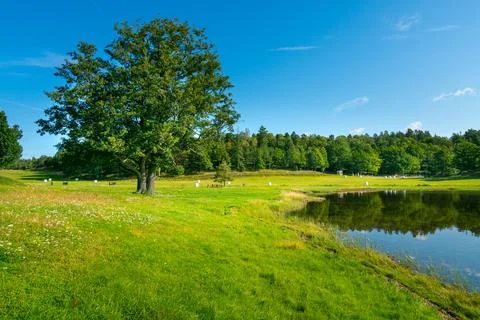 Big old solitaire tree on a beautiful summer day in Swedish landscape of Stock Photos