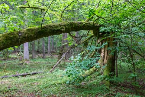 Big old spruce tree broken and another one tree moss wrapped hanging over stu Foto stock
