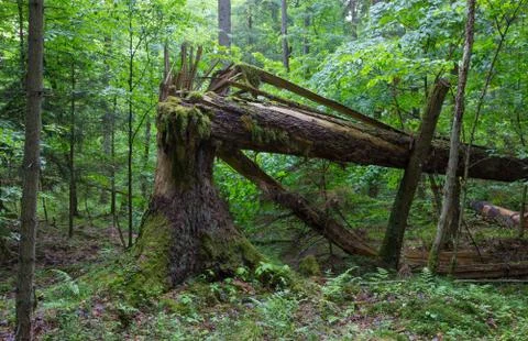Big old spruce tree broken and another one tree moss wrapped hanging over stu Stock Photos
