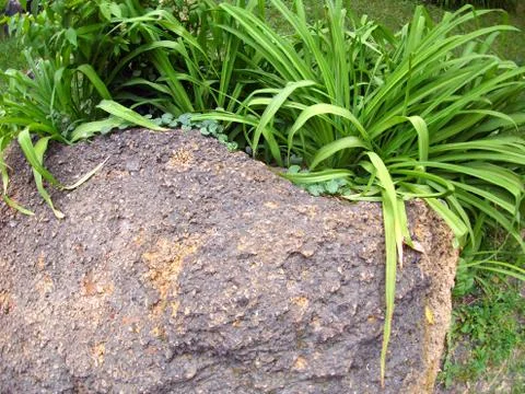 Big old stone on a bed of limestone, surrounded by green plants Stock Photos
