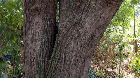 Big old tamarind tree Stock Footage 263859991