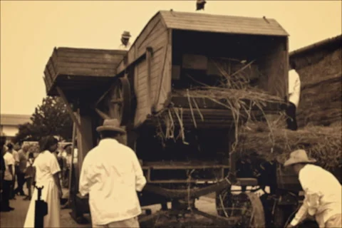Big old Threshing machines  for wheat in operation Vidéo 67697285