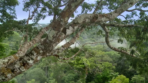 A big old tree in the Amazon rainforest, Yasuni National Park, Ecuador. Stock Footage 262075714