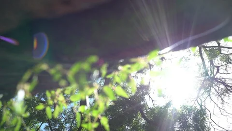 Big old tree at Ayutthaya ancient temple Thailand Stock Footage 91010798