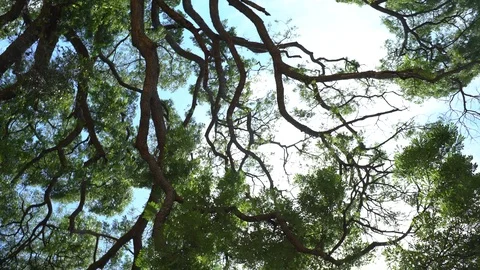 Big old tree at Ayutthaya ancient temple Thailand Stock Footage 91011334