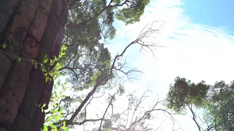 Big old tree at Ayutthaya ancient temple Thailand Stock Footage 91011361