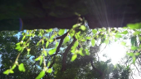 Big old tree at Ayutthaya ancient temple Thailand Stock Footage 91011435