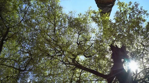 Big old tree at Ayutthaya ancient temple Thailand Stock Footage 91014114