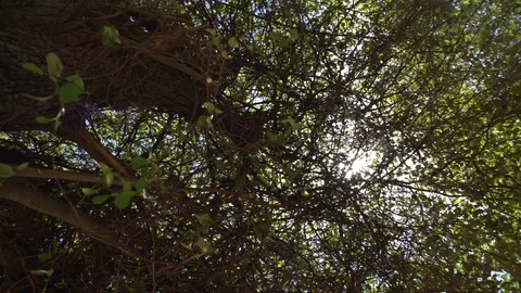 Big old tree at Ayutthaya ancient temple Thailand Stock Footage 91014232