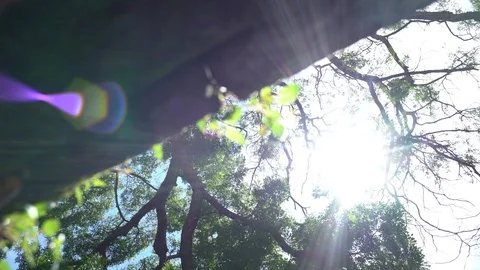 Big old tree at Ayutthaya ancient temple Thailand Stock Footage 91014245