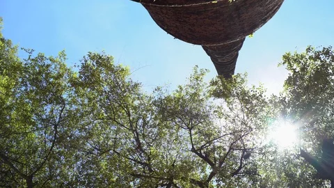 Big old tree at Ayutthaya ancient temple Thailand Stock Footage 91014745