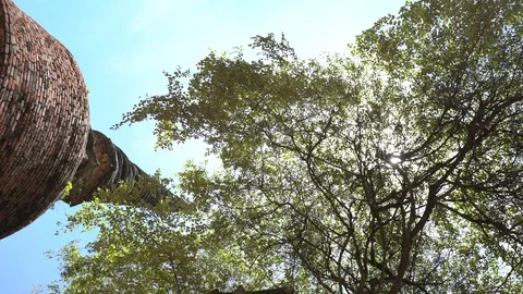 Big old tree at Ayutthaya ancient temple Thailand Stock Footage 91014853