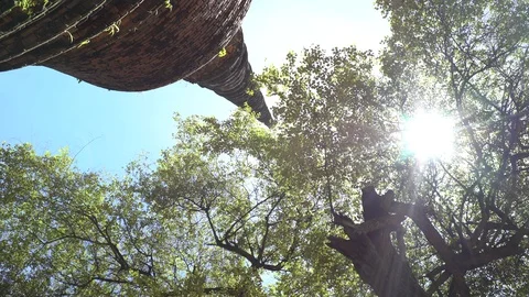 Big old tree at Ayutthaya ancient temple Thailand Stock Footage 91014945