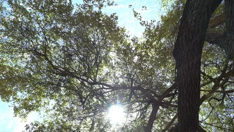 Big old tree at Ayutthaya ancient temple Thailand Stock Footage 91015326