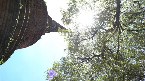 Big old tree at Ayutthaya ancient temple Thailand Stock Footage 91015458