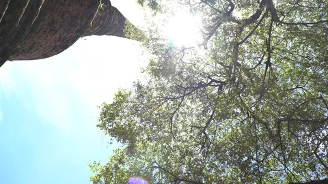 Big old tree at Ayutthaya ancient temple Thailand Stock Footage 91015895
