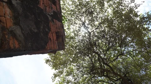 Big old tree at Ayutthaya ancient temple Thailand Stock Footage 91015927