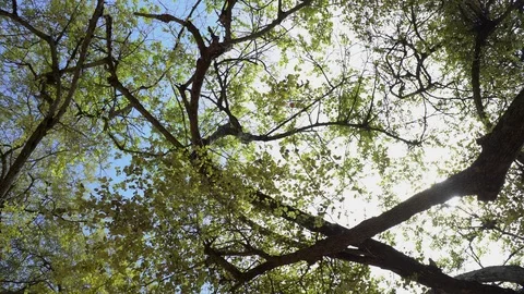 Big old tree at Ayutthaya ancient temple Thailand Stock Footage 91016078